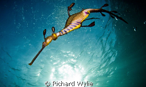 Female weedy seadragon (Phyllopteryx teaniolatus) photogr... by Richard Wylie 